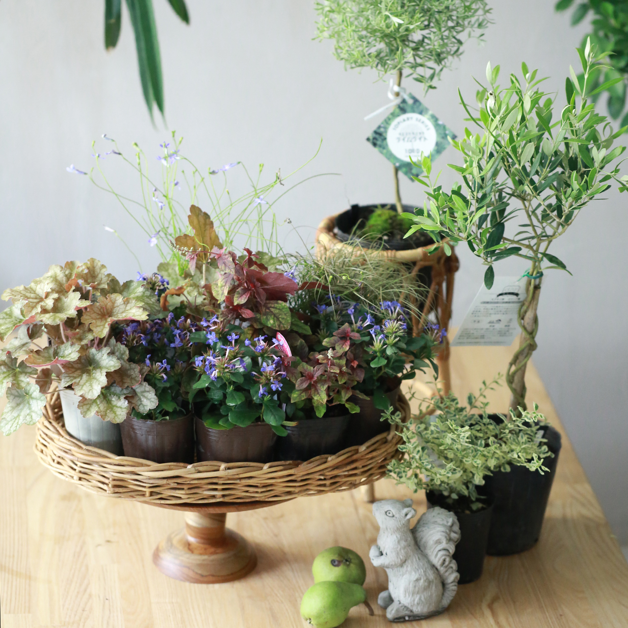 【自分で植える】ブルーサファイヤとカラーリーフの花苗セット | アトリエ華もみじ | ブリコラージュフラワー