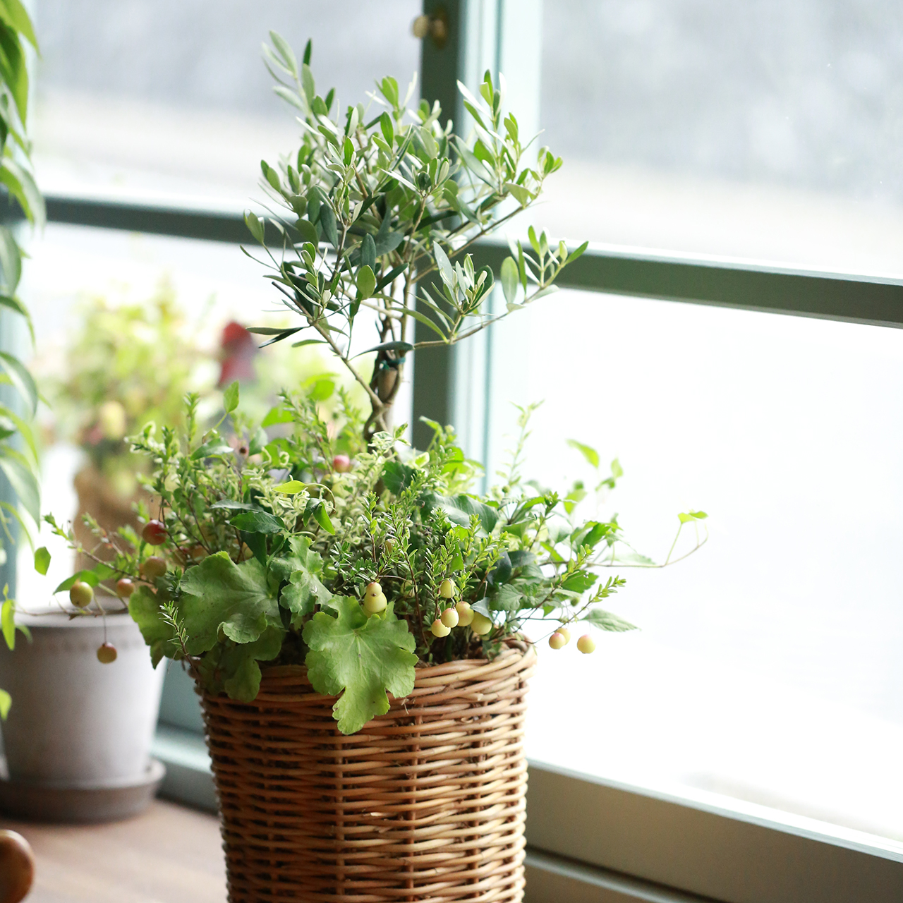 【自分で植える】オリーブとクランベリーのナチュラル花苗セット 