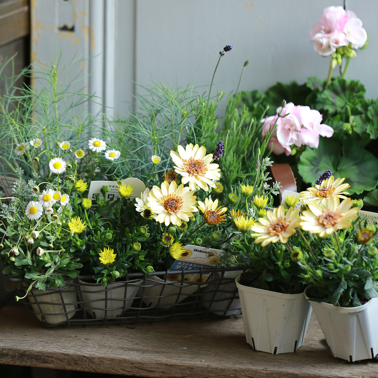 【自分で植える】ゼラニウムと一緒に植える花苗セット〔イエロー〕（東京発送） | アトリエ華もみじ | ブリコラージュフラワー