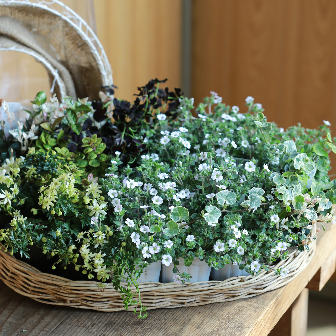 【自分で植える】カーペットかすみ草のリース花苗セット（東京