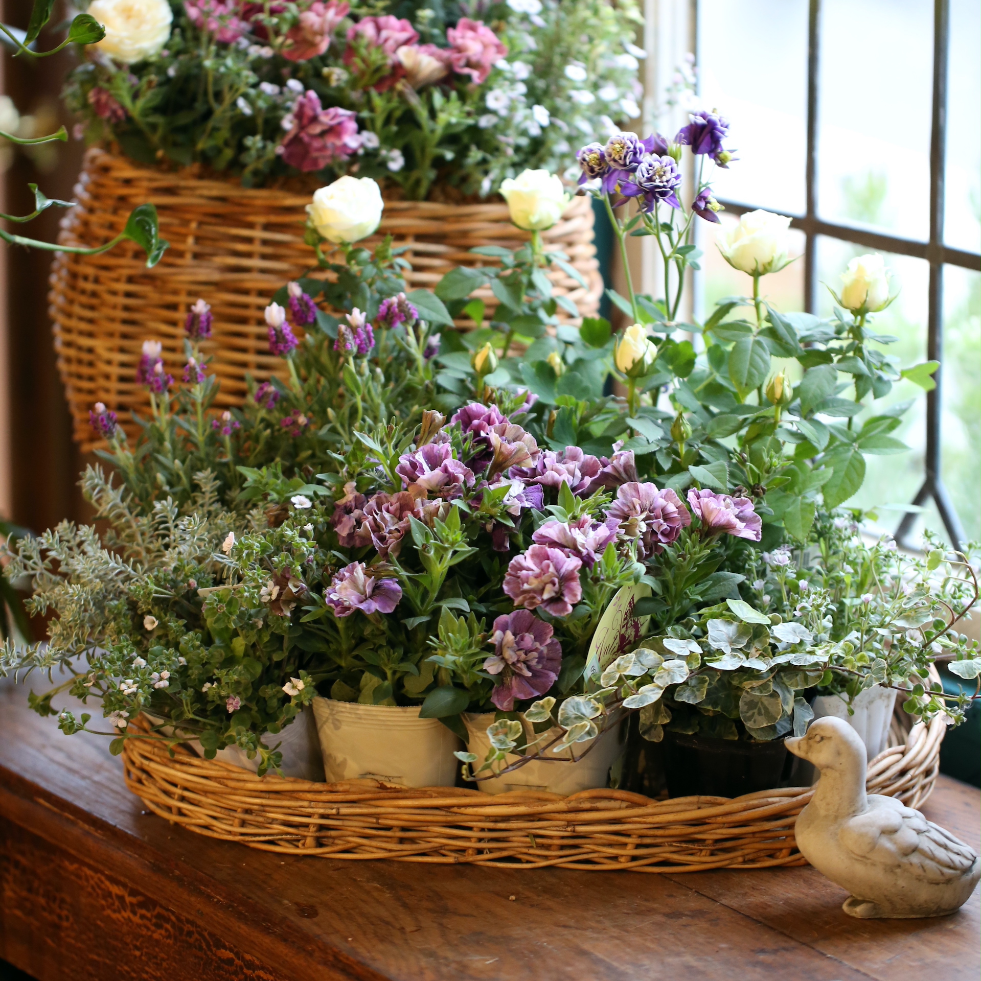 自分で植える】ペチュニアジュリエットモダンピンクとミニバラの花苗セット | アトリエ華もみじ | ブリコラージュフラワー