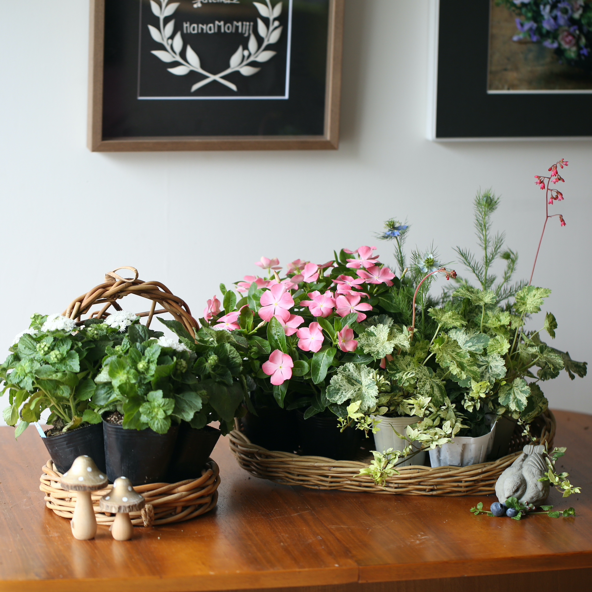 自分で植える】日々草 桃のときめきとアゲラタムの花苗セット | アトリエ華もみじ | ブリコラージュフラワー