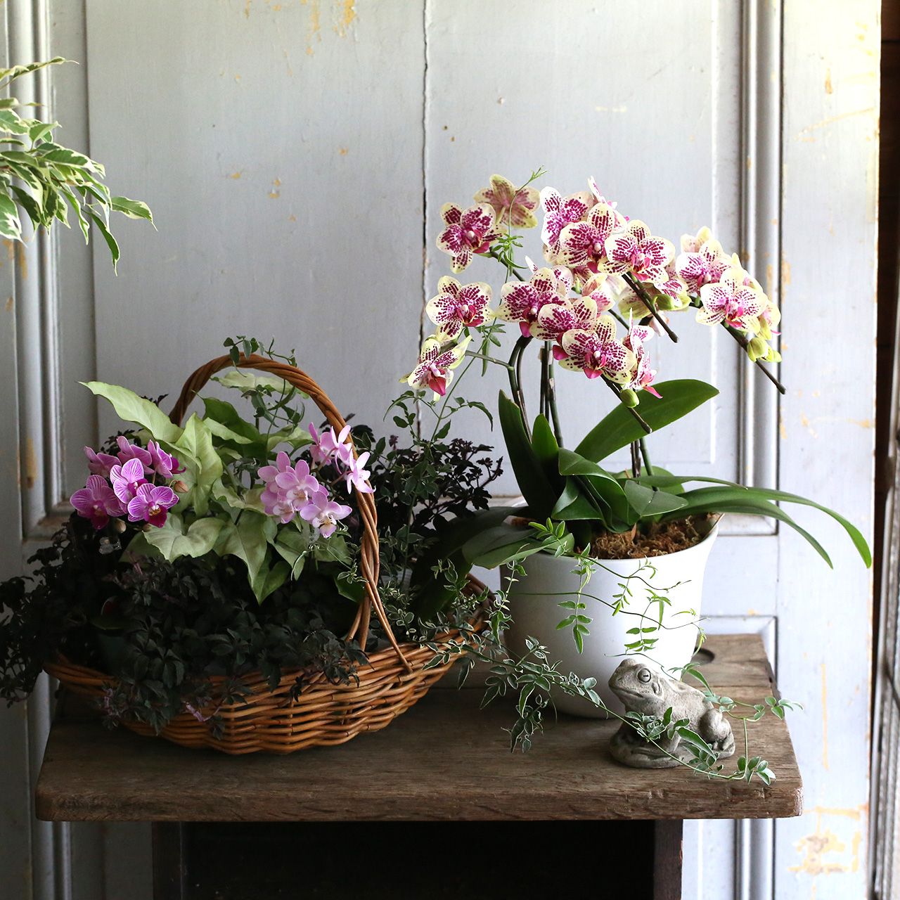 【自分で植える】ミディ胡蝶蘭のバタフライガーデン花苗セット