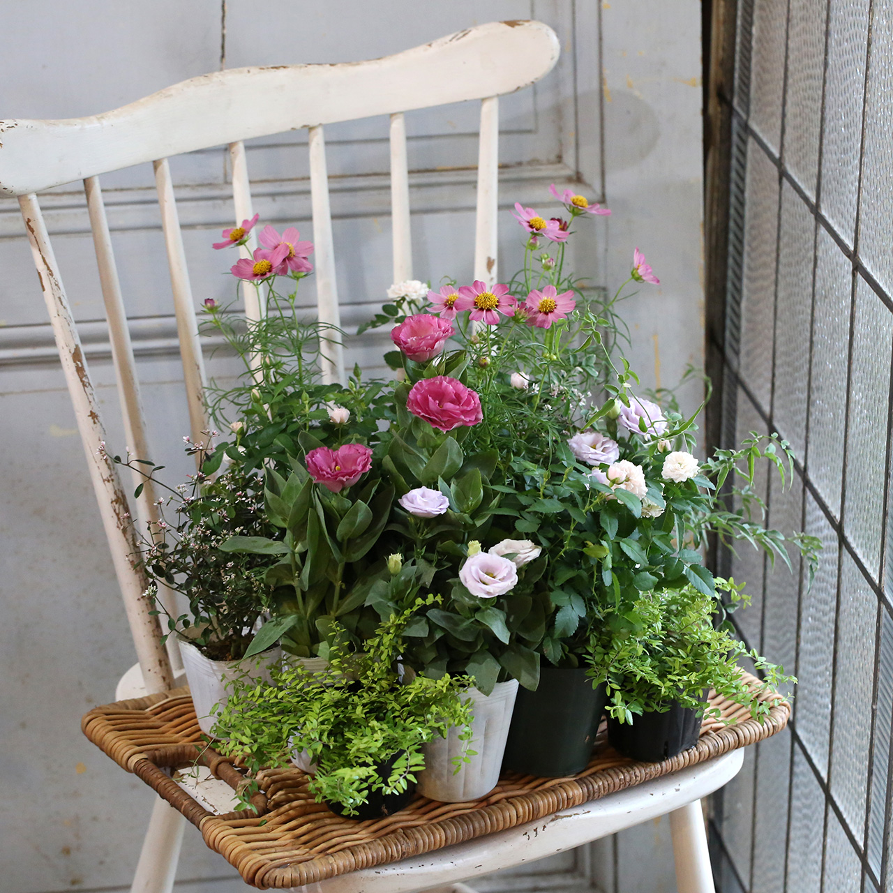 自分で植える】ミニバラグリーンアイスとトルコキキョウの花苗セット