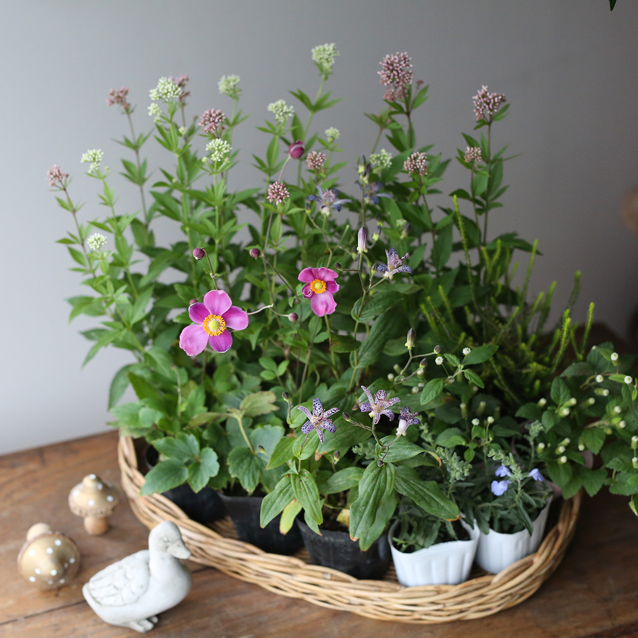 自分で植える】フジバカマと秋明菊ダイアナのプリンセス花苗セット | アトリエ華もみじ | ブリコラージュフラワー