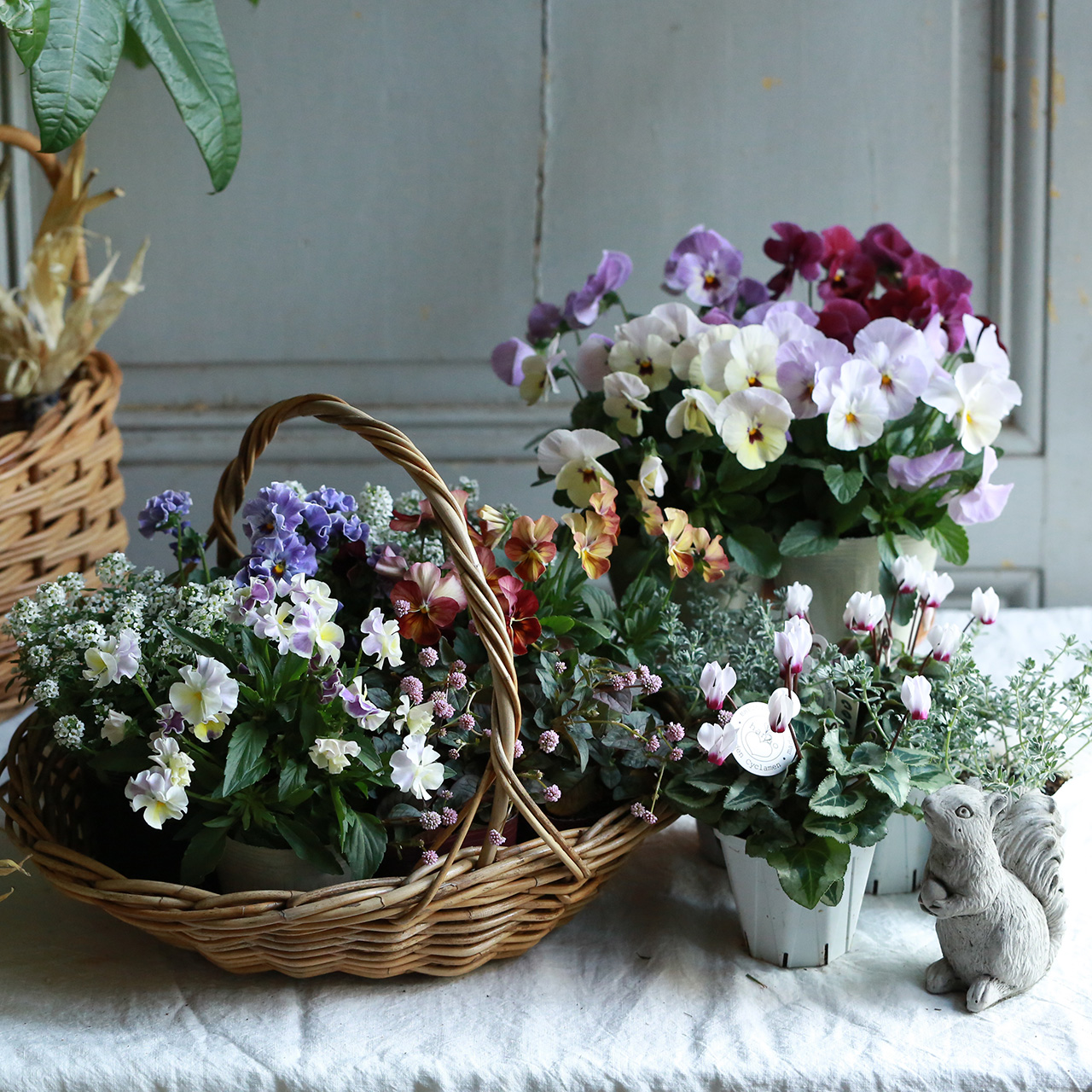 【自分で植える】ビオラのバスケットブリコラージュ花苗セット