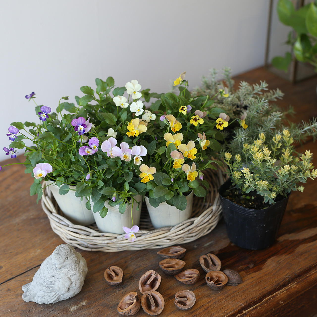 【自分で植える】ビオラぷちぷちの小さな花苗セット | アトリエ華